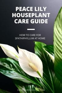 Peace Lily